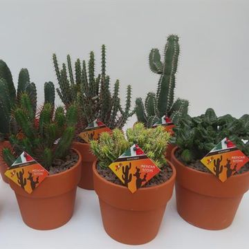 Euphorbia MIX
