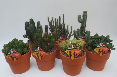 Euphorbia MIX