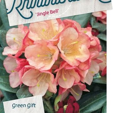 Rhododendron 'Jingle Bells'