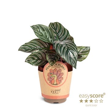 Calathea sanderiana