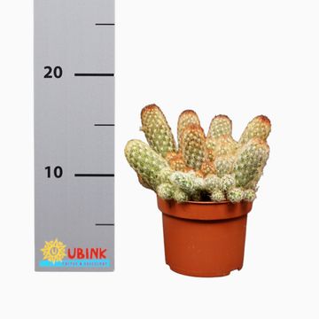 Mammillaria elongata