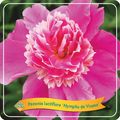 Paeonia 'Nymphe de Vrome'