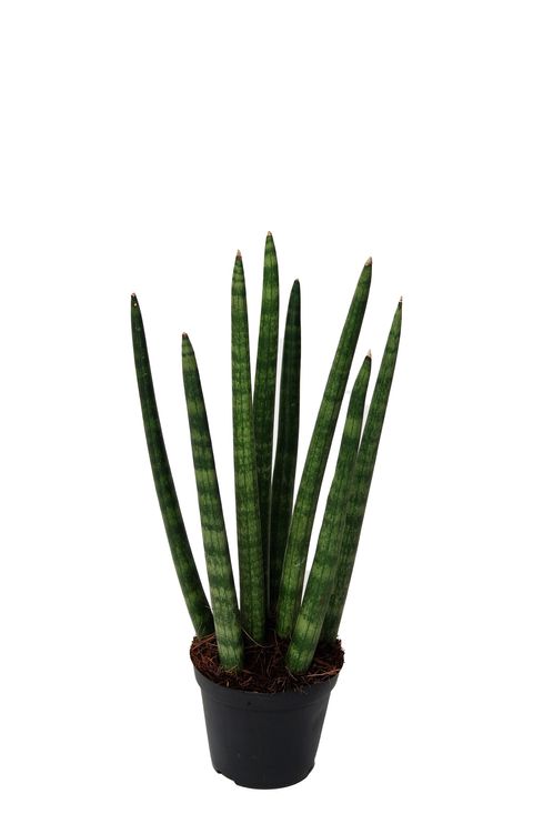 Sansevieria cylindrica 'Spaghetti'