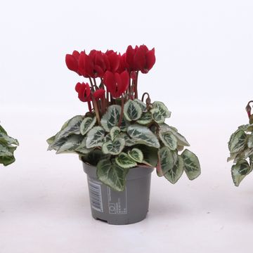 Cyclamen persicum WINFALL SCARLET