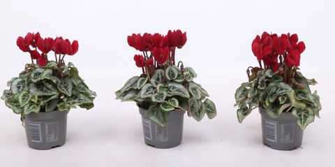 Cyclamen persicum WINFALL SCARLET