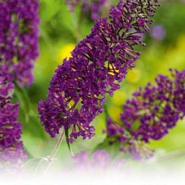 Buddleja davidii 'Nanho Purple'