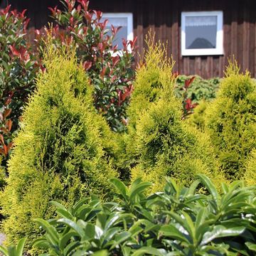 Thuja occidentalis GOLDEN SMARAGD