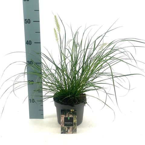 Pennisetum alopecuroides 'Hameln'