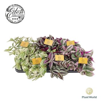 Tradescantia MIX