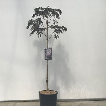 Albizia julibrissin 'Summer Chocolate'