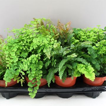 Adiantum MIX