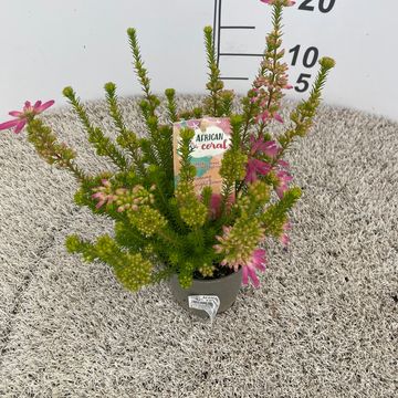 Erica verticillata 'African Coral'