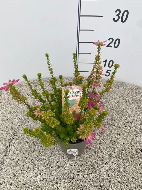 Erica verticillata 'African Coral'