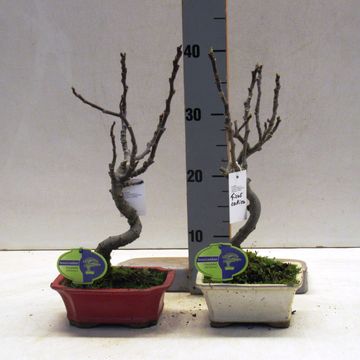 Ficus carica