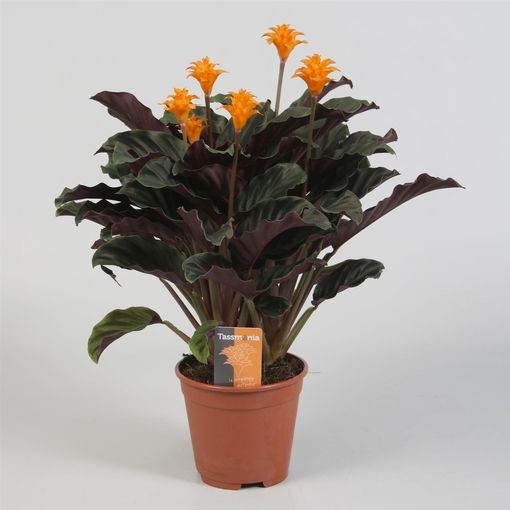 Calathea crocata TASSMINIA