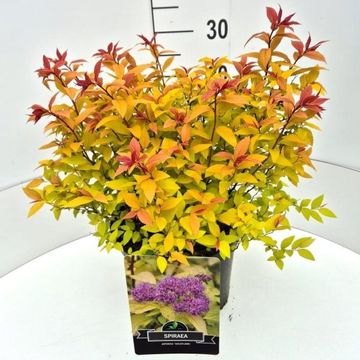 Спирея japonica 'Goldflame'