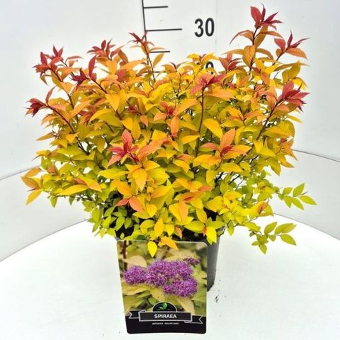 Spiraea japonica 'Goldflame'