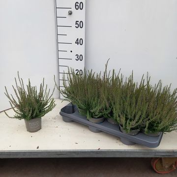 Calluna vulgaris BEAUTY LADIES STEFFI