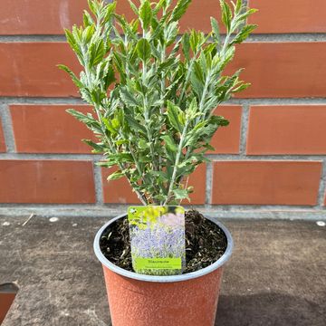 Perovskia 'Blue Spire'