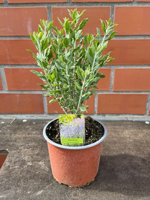 Perovskia 'Blue Spire'