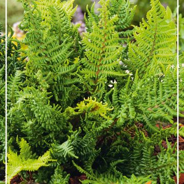 Dryopteris affinis 'Cristata'