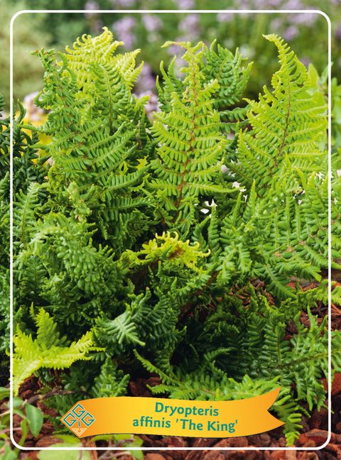 Dryopteris affinis 'Cristata'