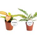 Philodendron MIX