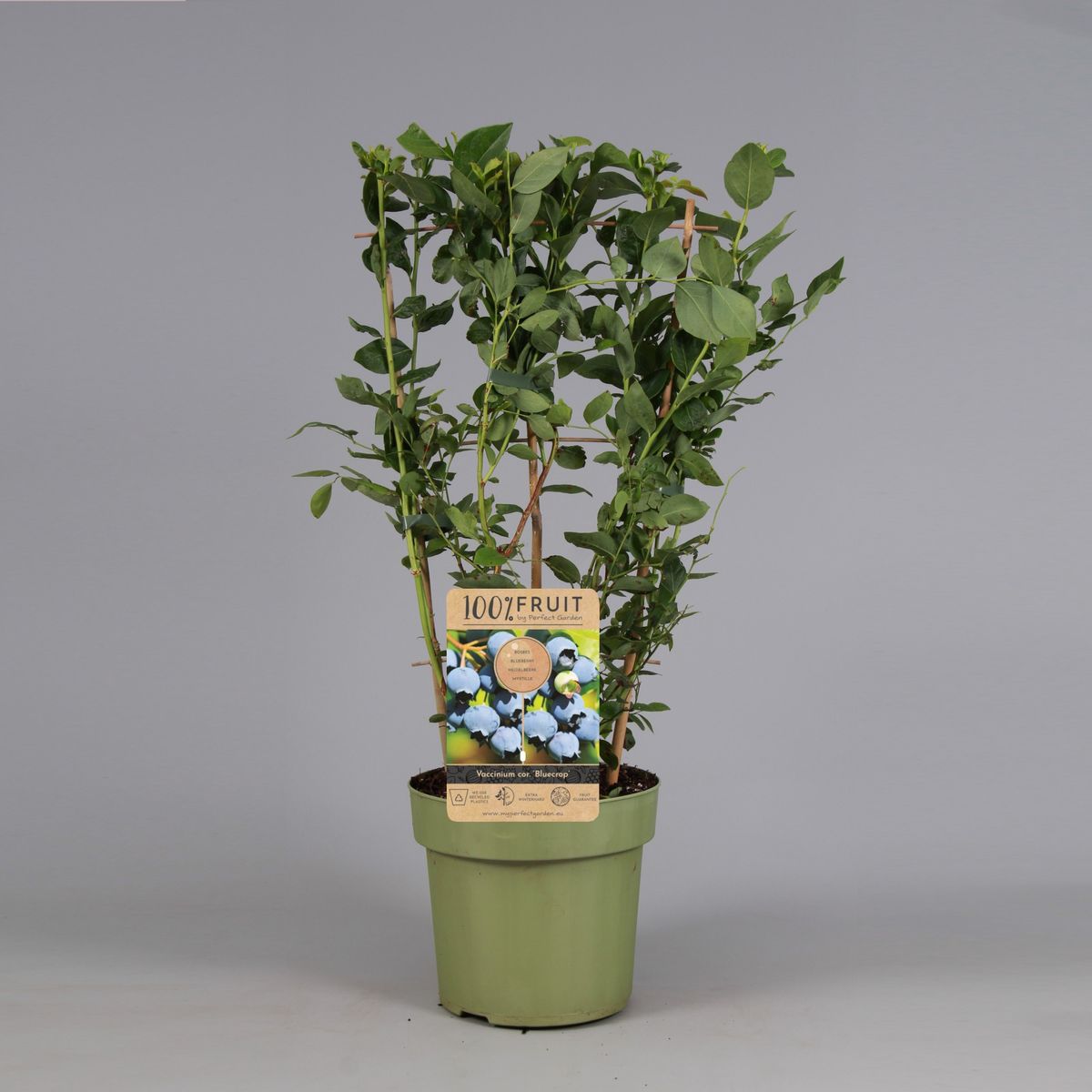 vaccinium-corymbosum-bluecrop-plant-wholesale-floraccess