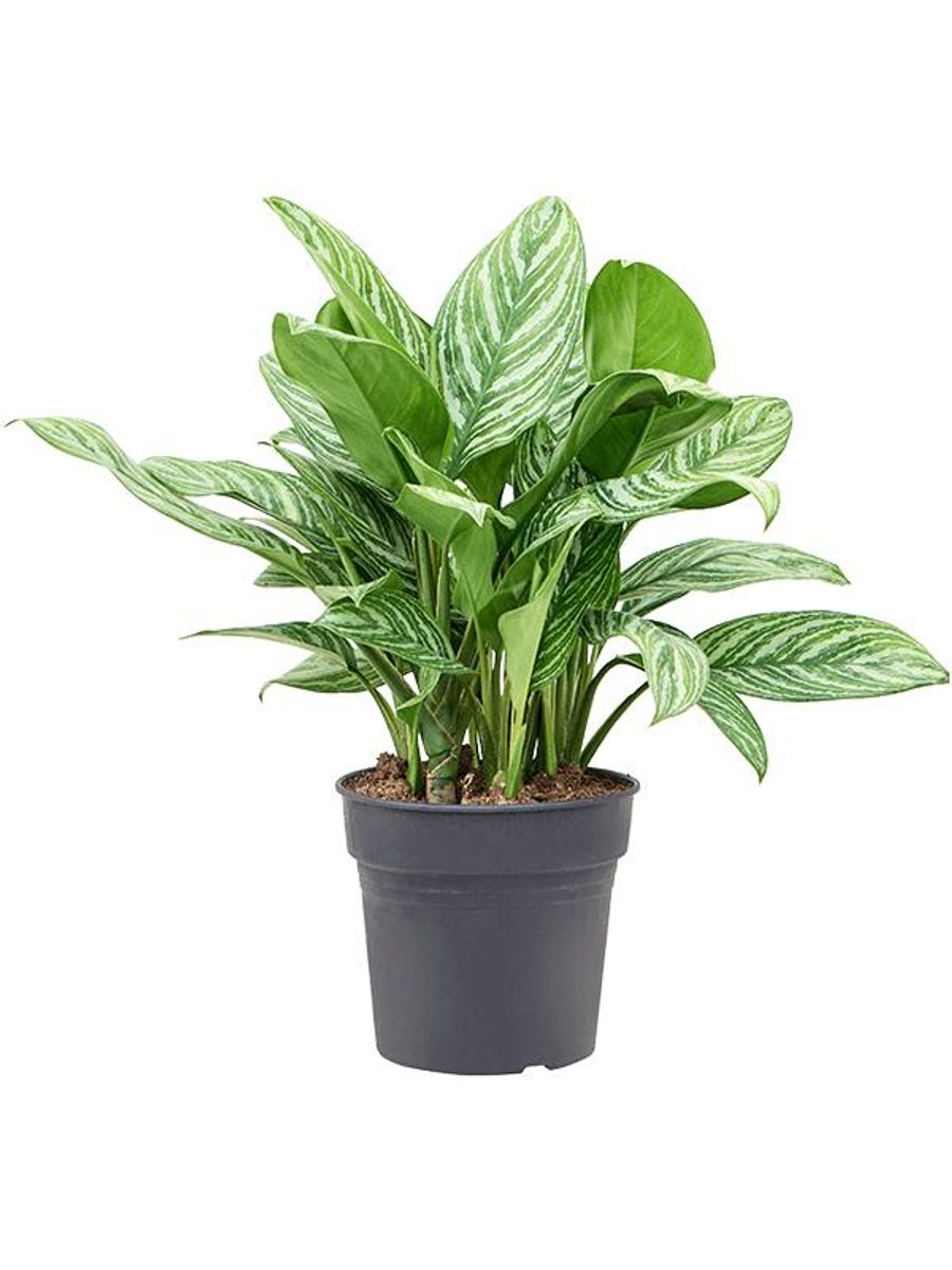 Aglaonema 'Stripes' — Plant Wholesale FlorAccess