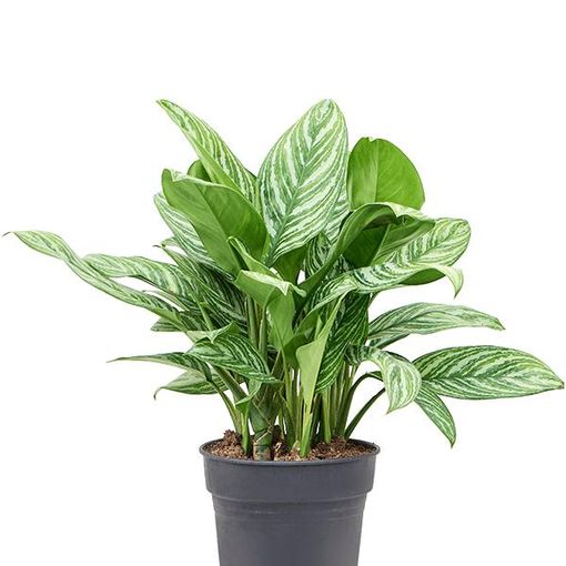 Aglaonema 'Stripes'