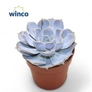 Echeveria runyonii