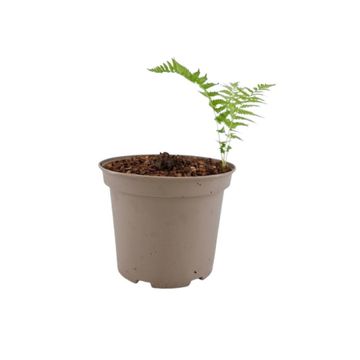 Matteuccia struthiopteris