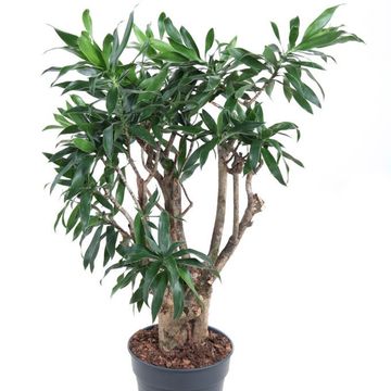 Dracaena reflexa