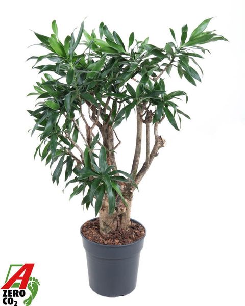 Dracaena reflexa