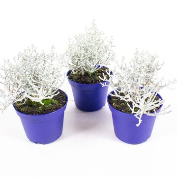 Leucophyta brownii