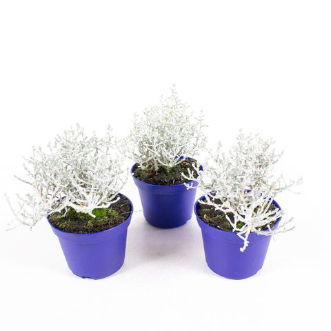Leucophyta brownii