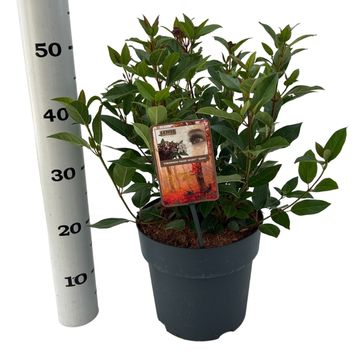 Viburnum tinus SPIRIT