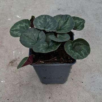 Cyclamen coum LIGHT ROSE