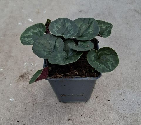 Cyclamen coum LIGHT ROSE