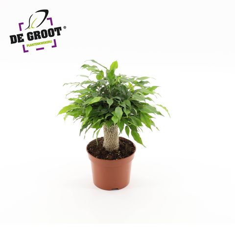 Ficus benjamina 'Green Kinky'