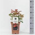 Rosa CORAL LIONS-ROSE