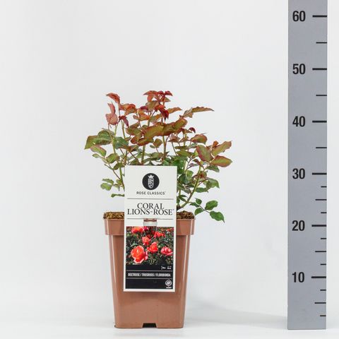 Rosa CORAL LIONS-ROSE