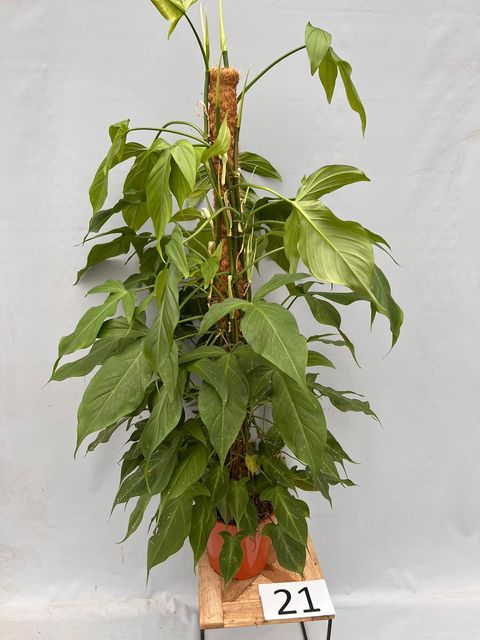 Philodendron COMPOSTELLA