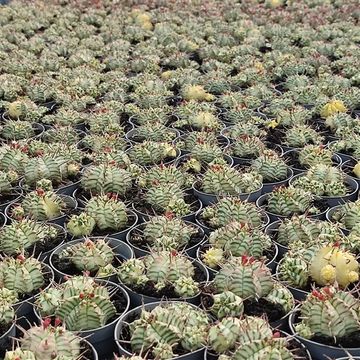 Euphorbia meloformis 'Variegata'