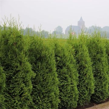 Thuja occidentalis 'King of Brabant'