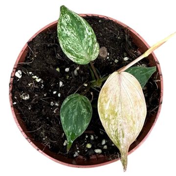 Philodendron scandens micans Marble Variegata Philodendron scandens micans Marble Variegata