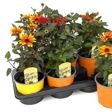 Heliopsis helianthoides 'Sole Scuro'
