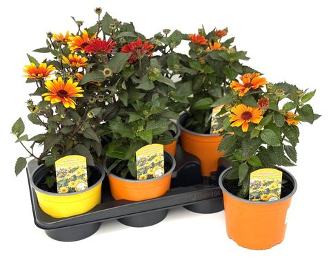 Heliopsis helianthoides 'Sole Scuro'
