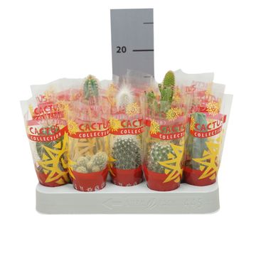 Cactus MIX