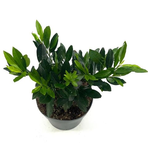 Prunus laurocerasus 'Otto Luyken'